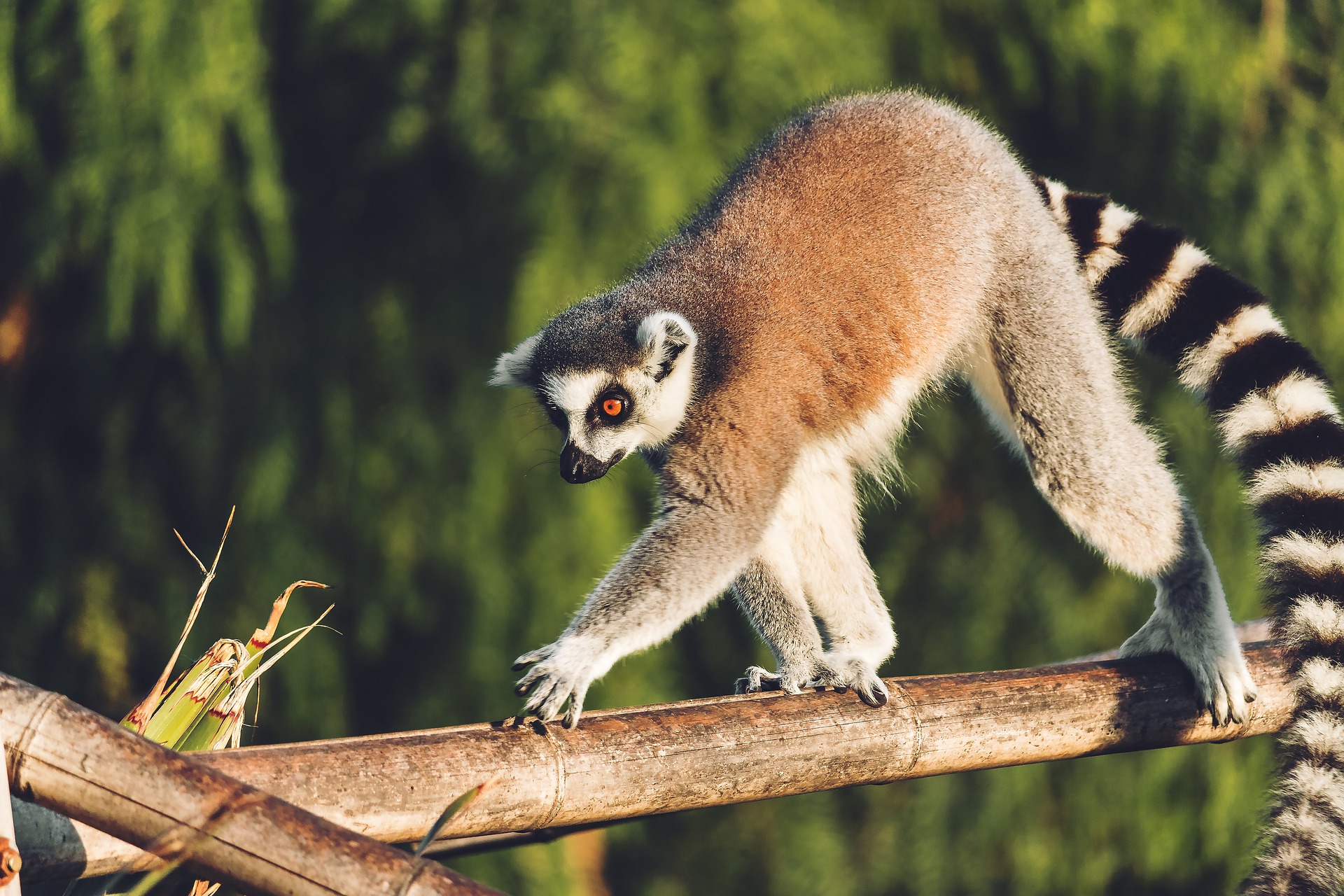 Lemurien de Madagascar